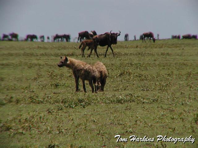 Always given a clear path through the herds.jpg